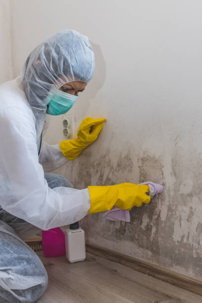 Best Crawl Space Mold Remediation  in Bainbridge, PA