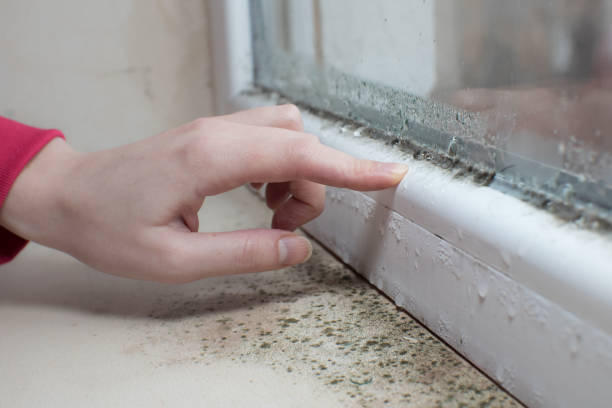 Best Residential Mold Inspection & Testing  in Bainbridge, PA